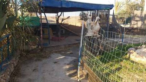 Homesteading With A Sober Eye Image